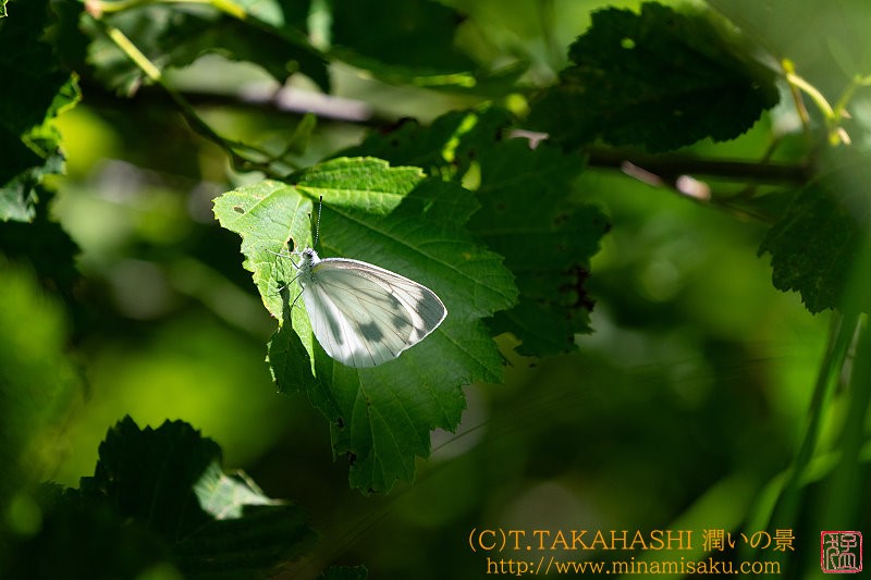 ../Images/7R240812 (34).jpg